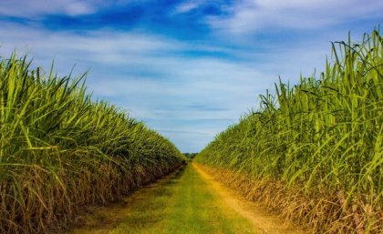 A view down a grassy path between rows of tall sugarcane plants with a bright blue sky above